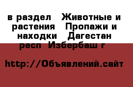  в раздел : Животные и растения » Пропажи и находки . Дагестан респ.,Избербаш г.